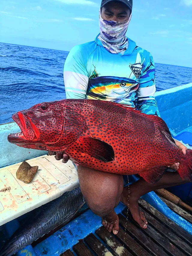 Mérou corail rouge aux taches bleues pêché dans les récifs de Diego-Suarez, Madagascar